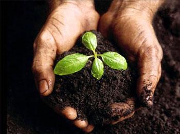 Cách phối trộn và cải tạo Đất trồng rau sạch