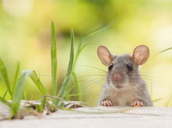 Xử lý chuột như thế nào để tránh sát sinh?
