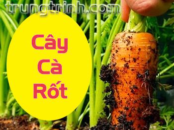 Cách tự trồng củ cà rốt trong chậu, công dụng củ cà rốt